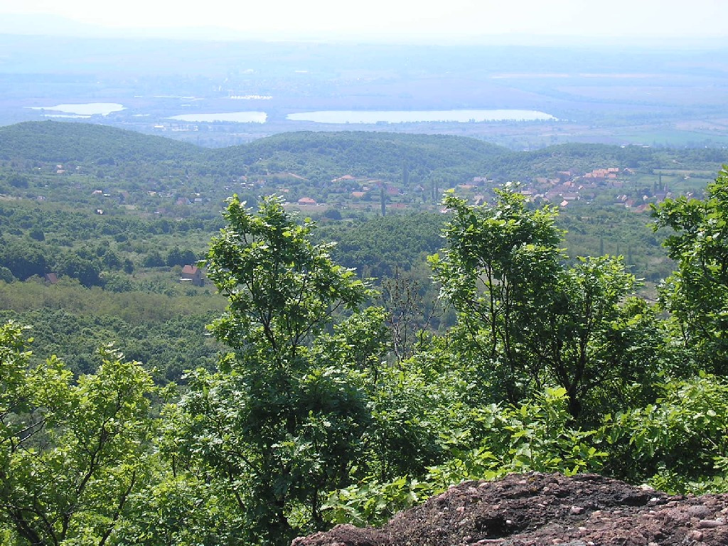 erdő-virágok-kővek 029