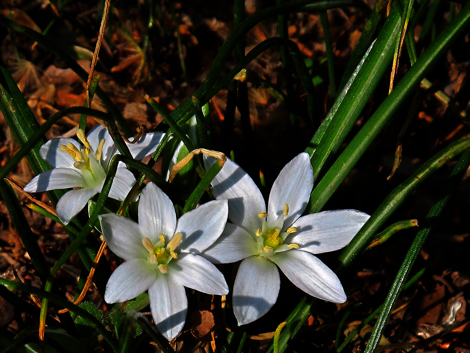 tavasz virágai 35