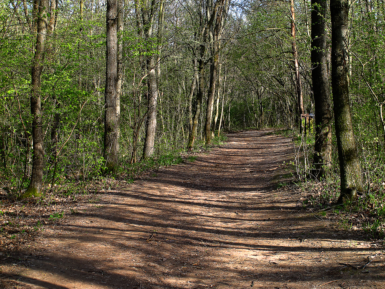 erdei ösvény