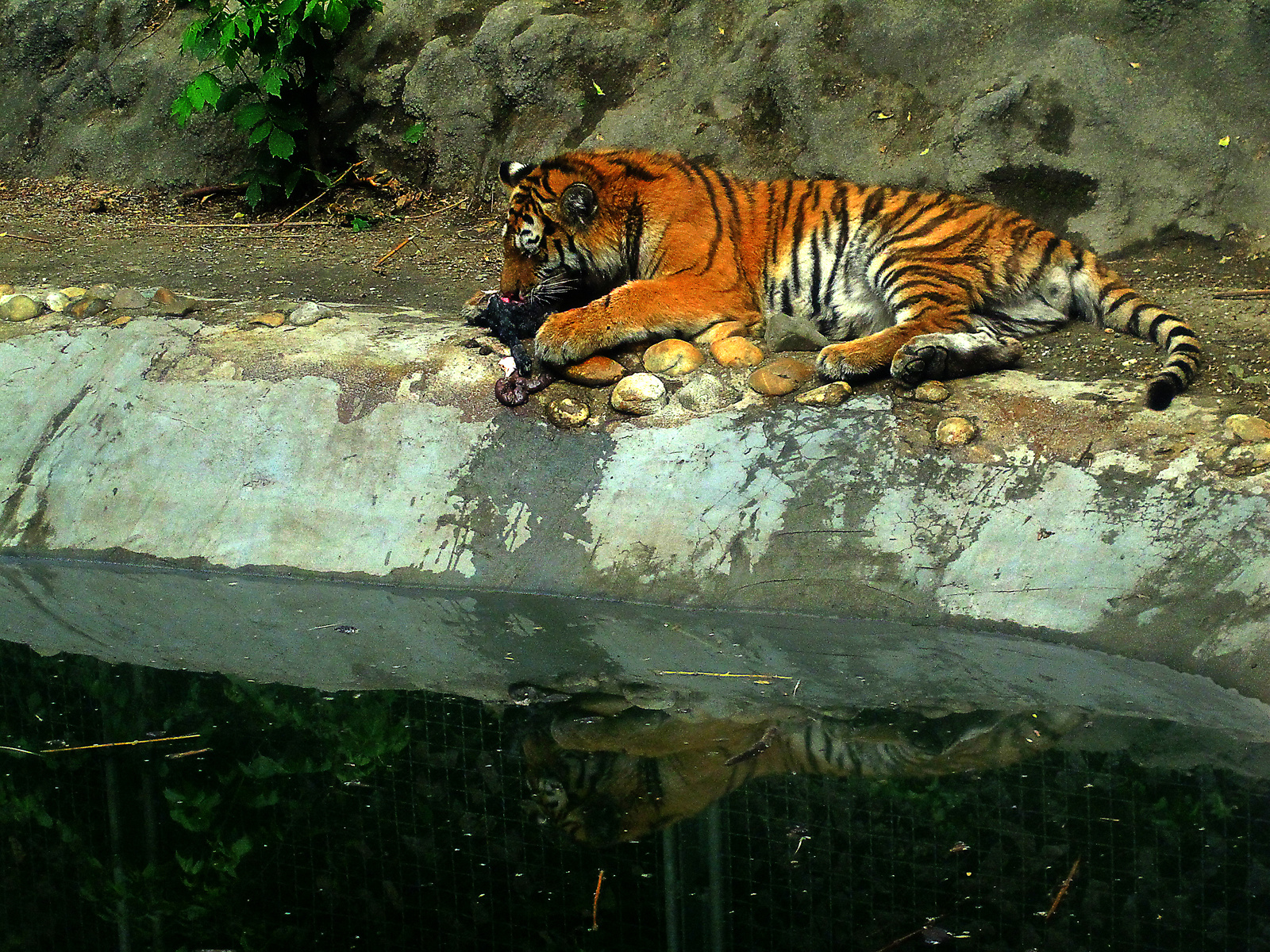 tigris duplán