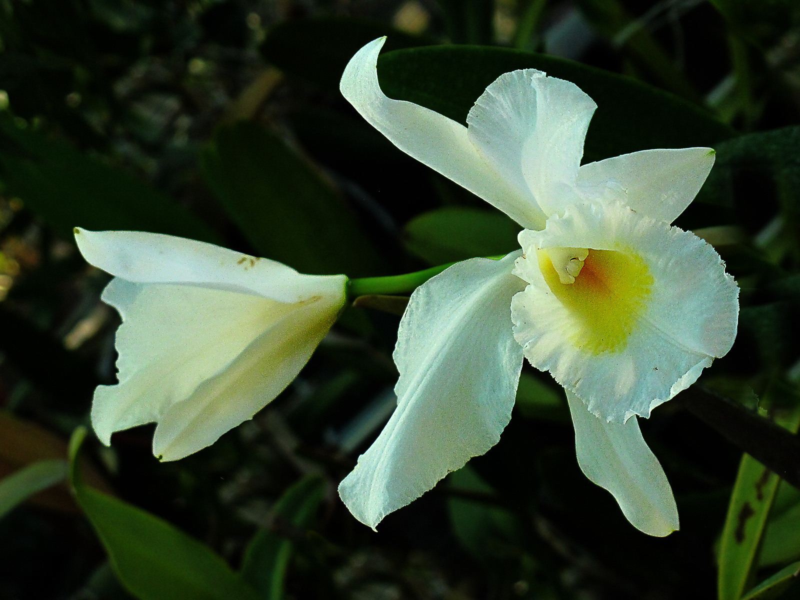 orchideák 7