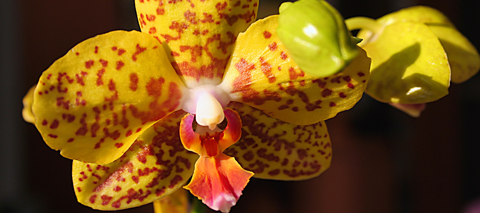 Orchidea-3