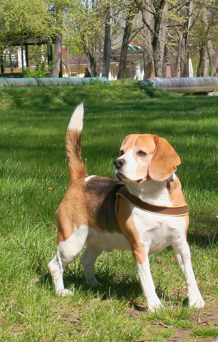 Beagle tricolor