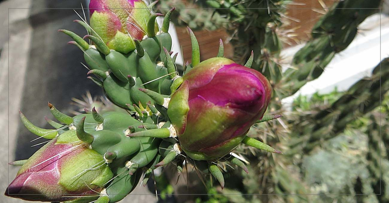 Télálló kaktusz-2