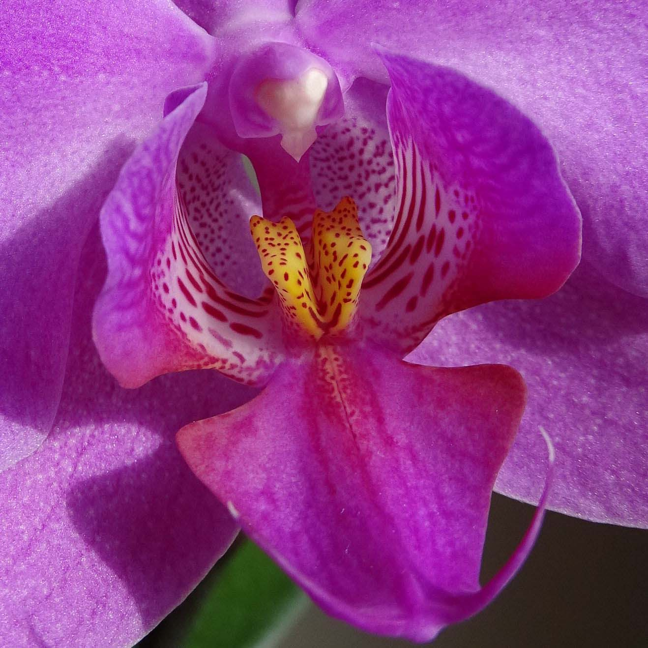 Orchidea torok