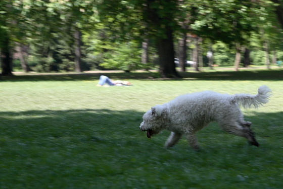 futó kutya a parkban