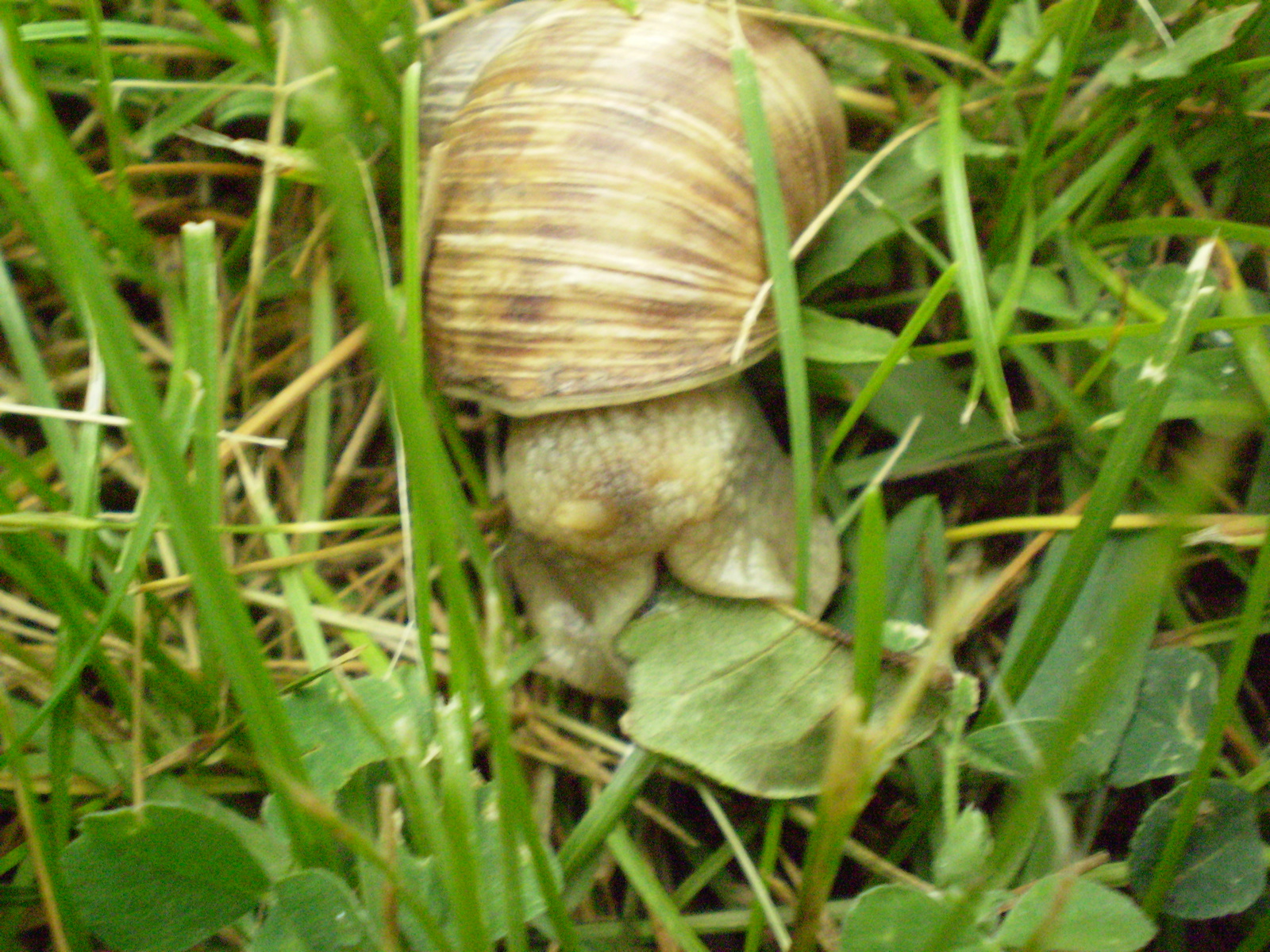 éticsiga (helix pomatia)