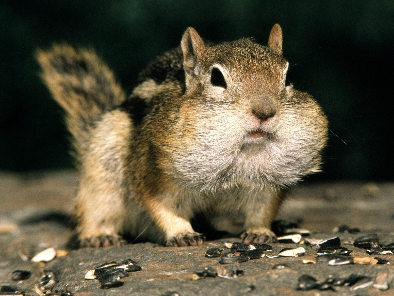 mokus chipmunk