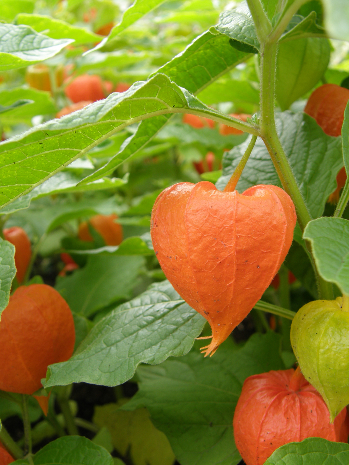 physalis alkekengi