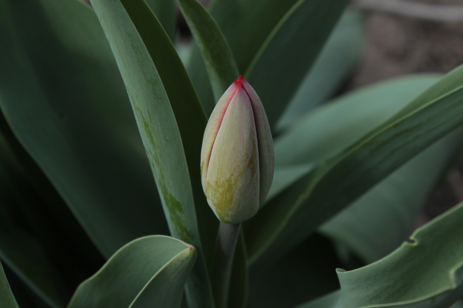 Hamvas tulipán bimbó