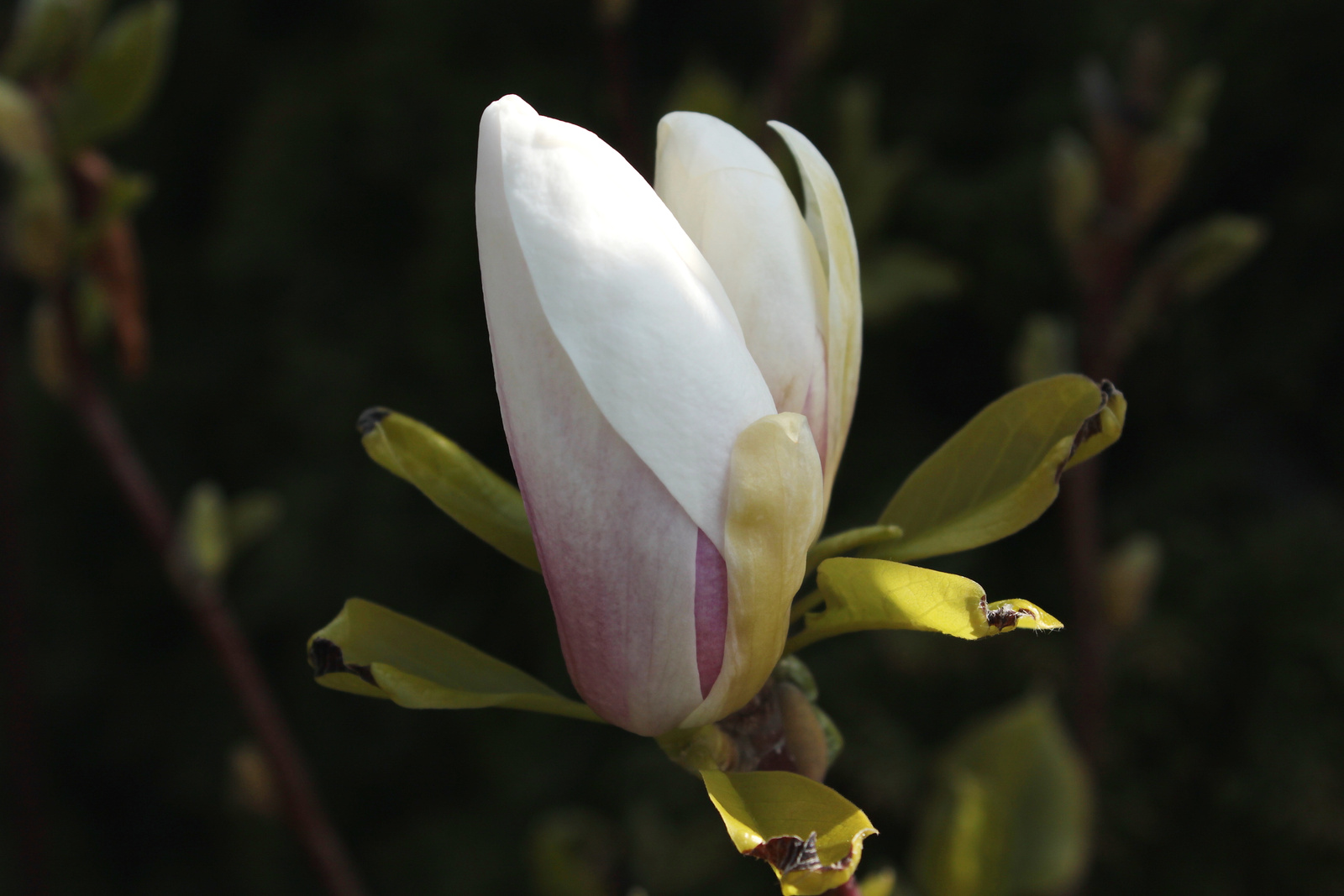Tulipánfa virága
