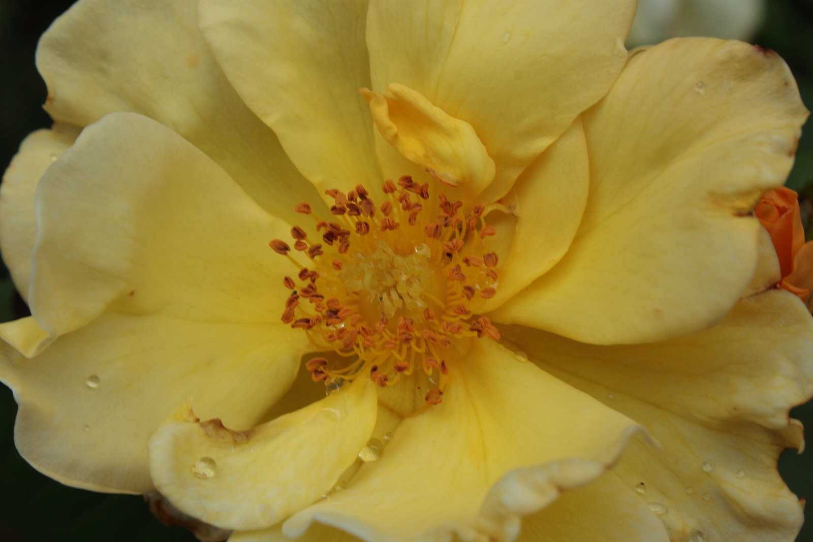 Túlnyílott a sárga rózsám
