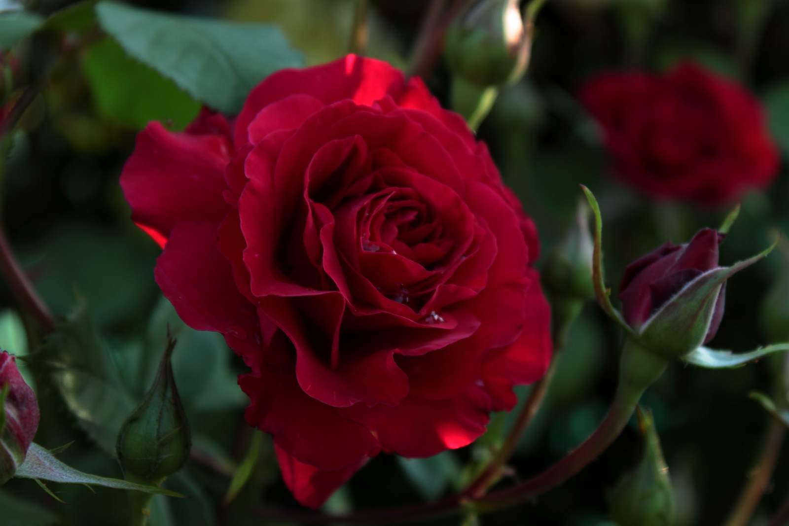 Vörös rózsa reggeli fényben