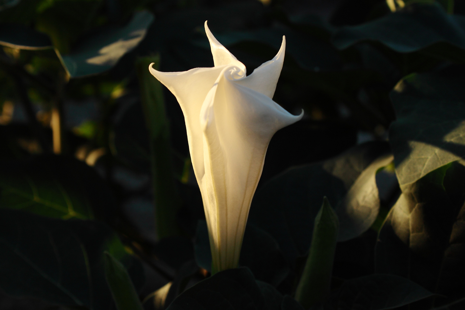 Virág nyílás előtt - angyaltrombita