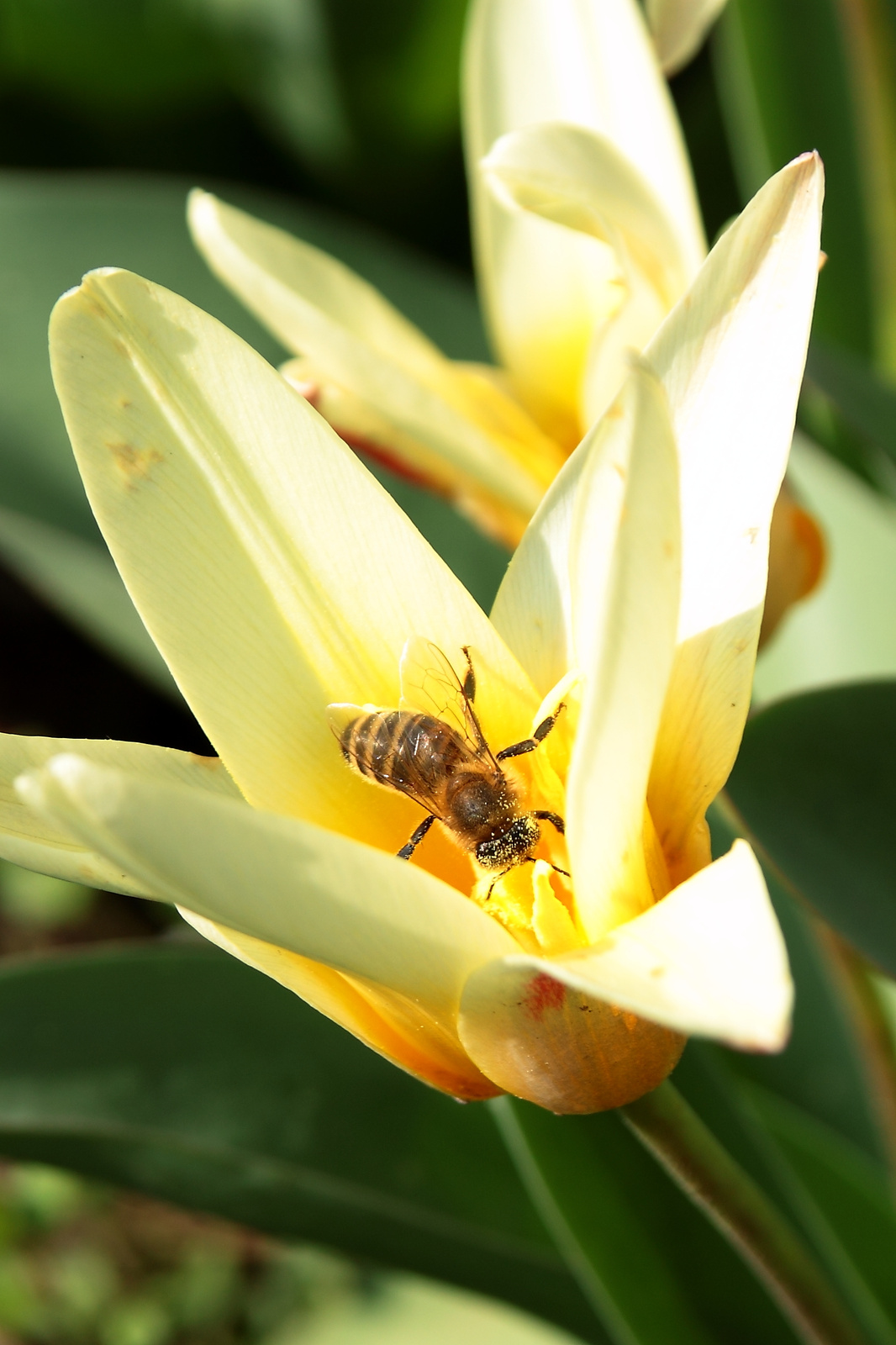 Méhecske a tulipánon