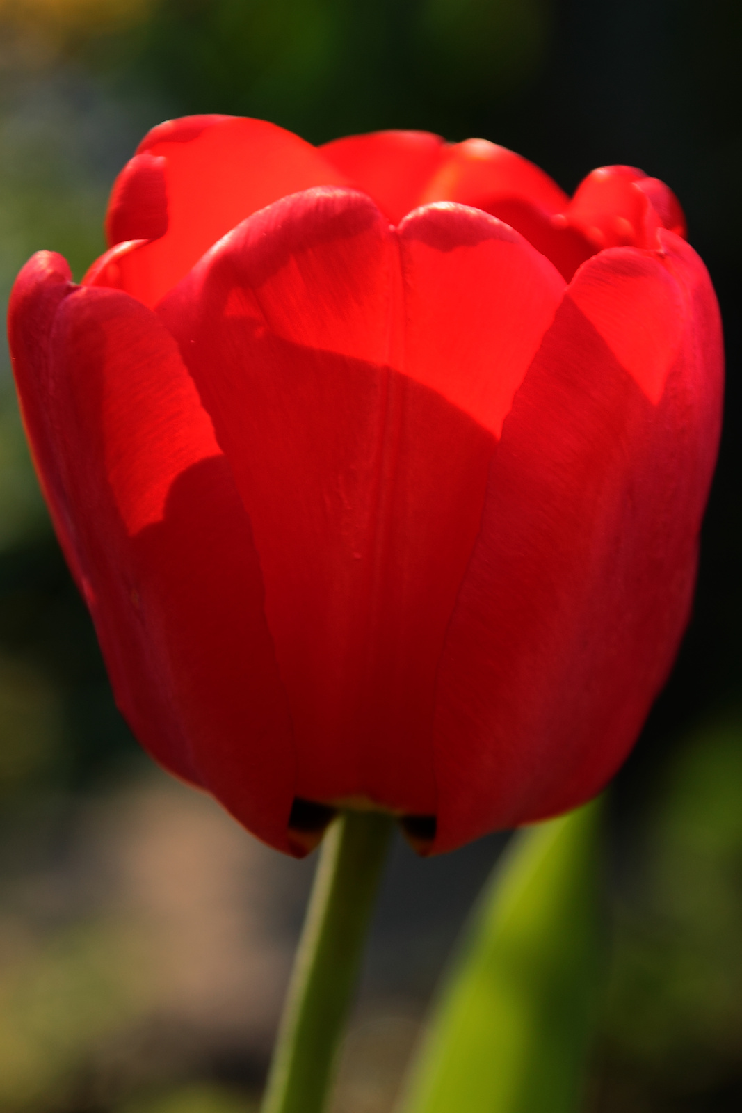 Tulipán reggeli fényben