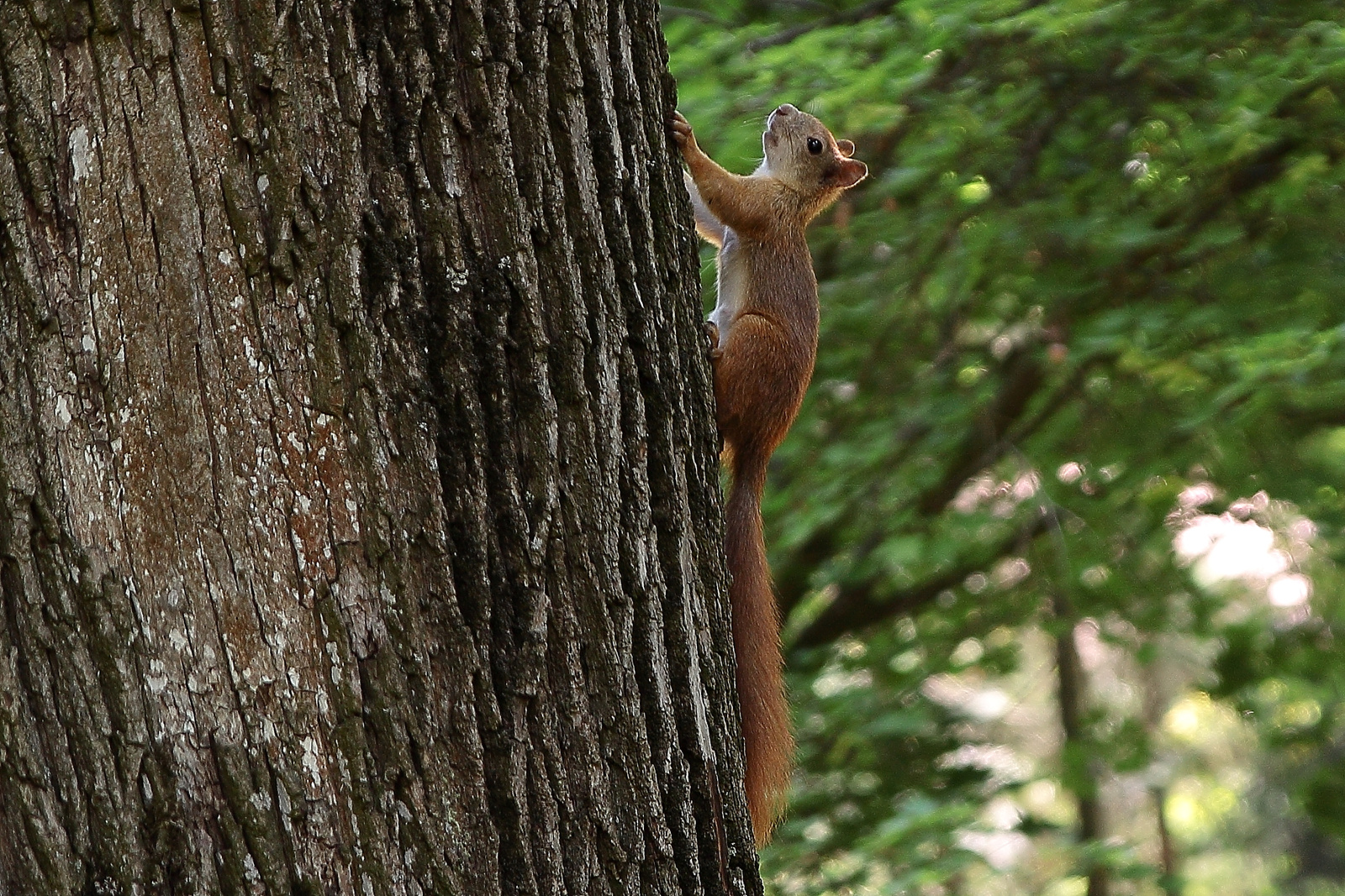 Felfelé - mókus a fán