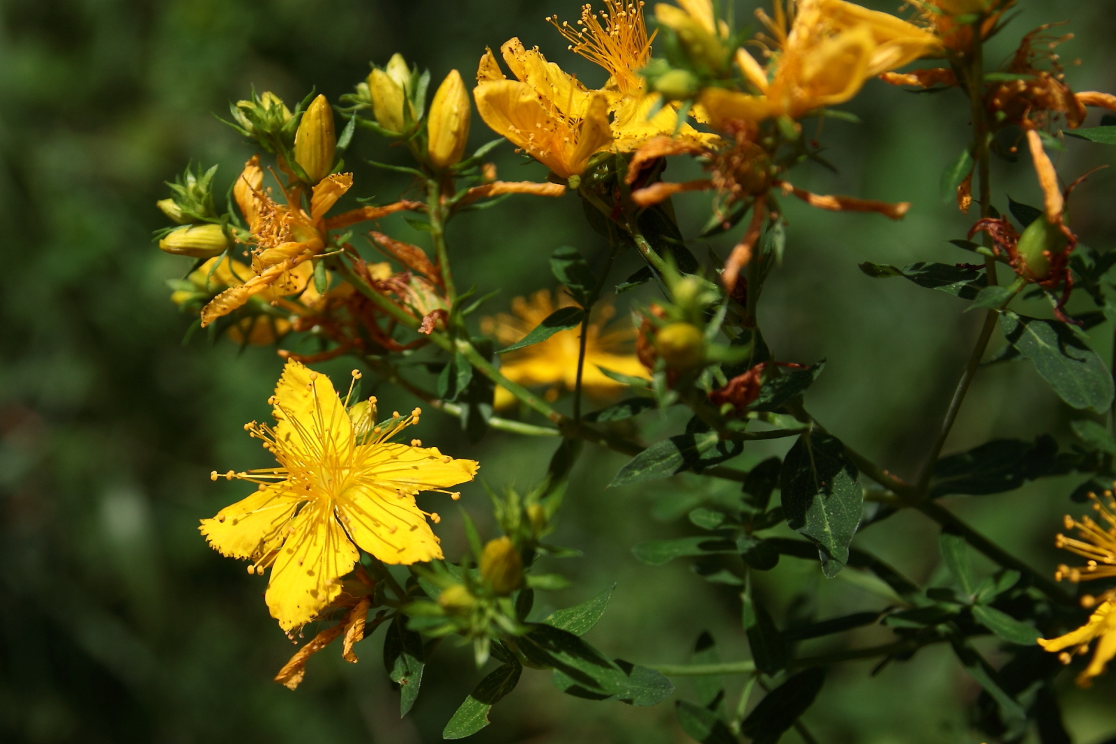 Sárga virágok - közönséges orbáncfű