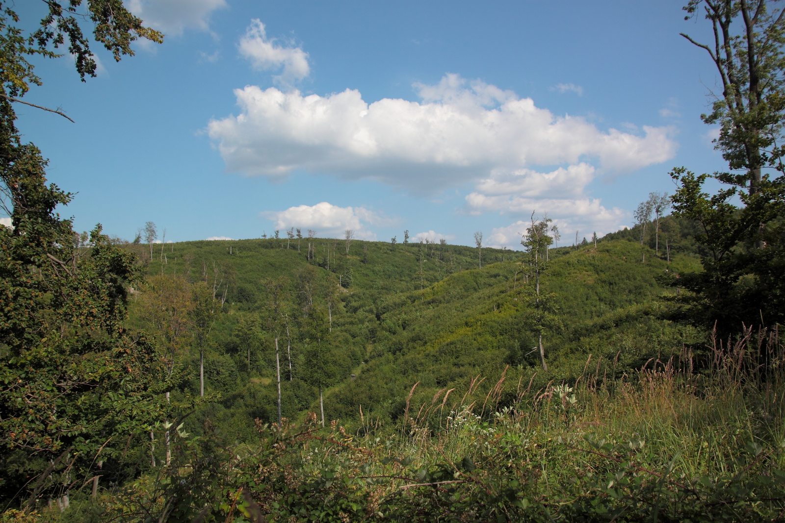 Bakonyi lankák