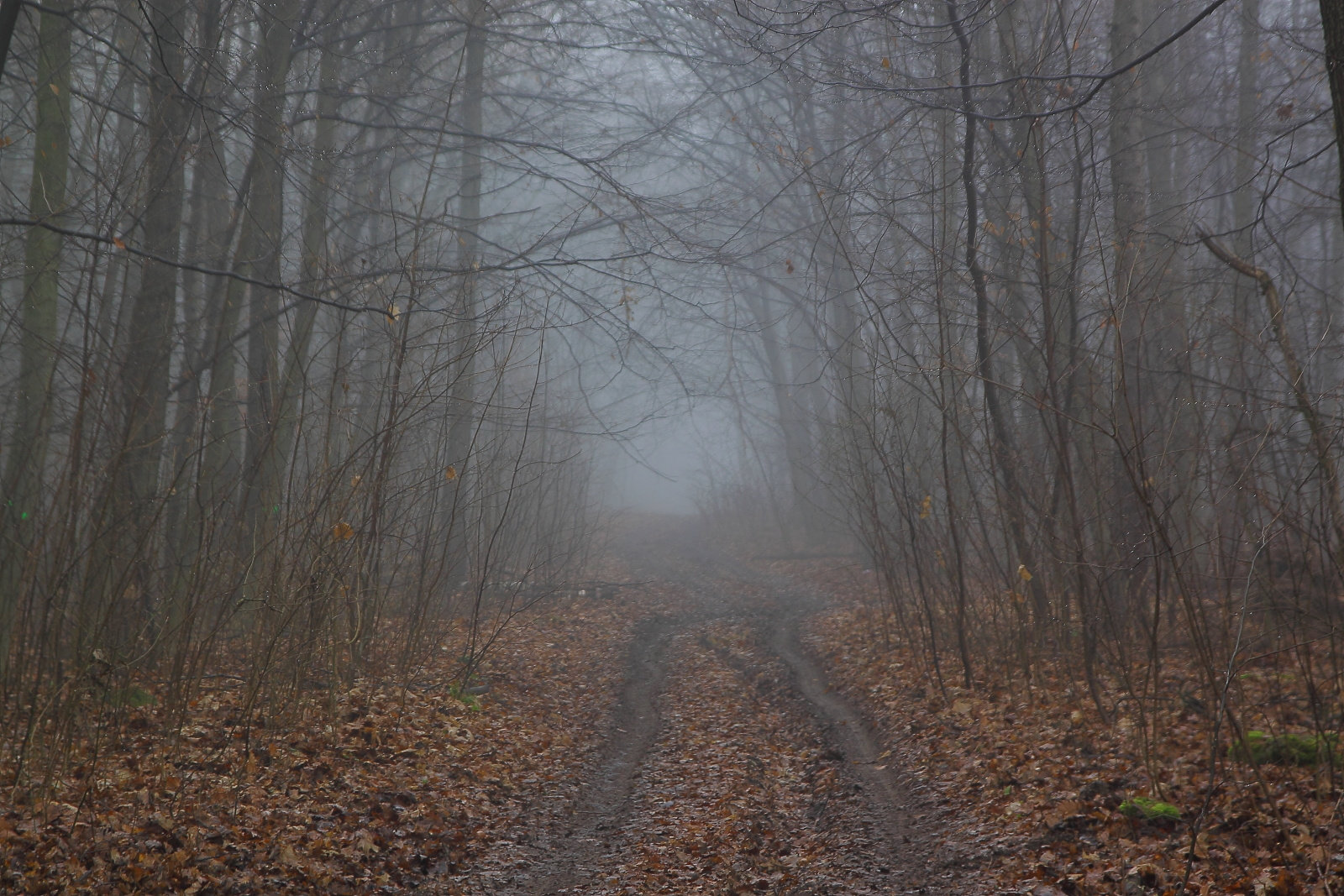 Ködbe vesző út