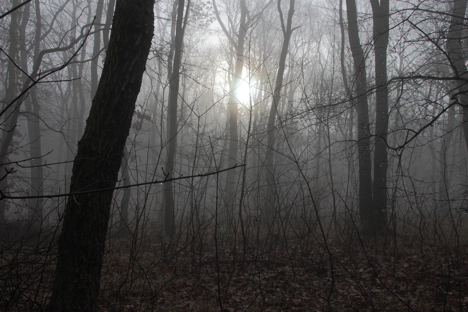 Köd az erdőben