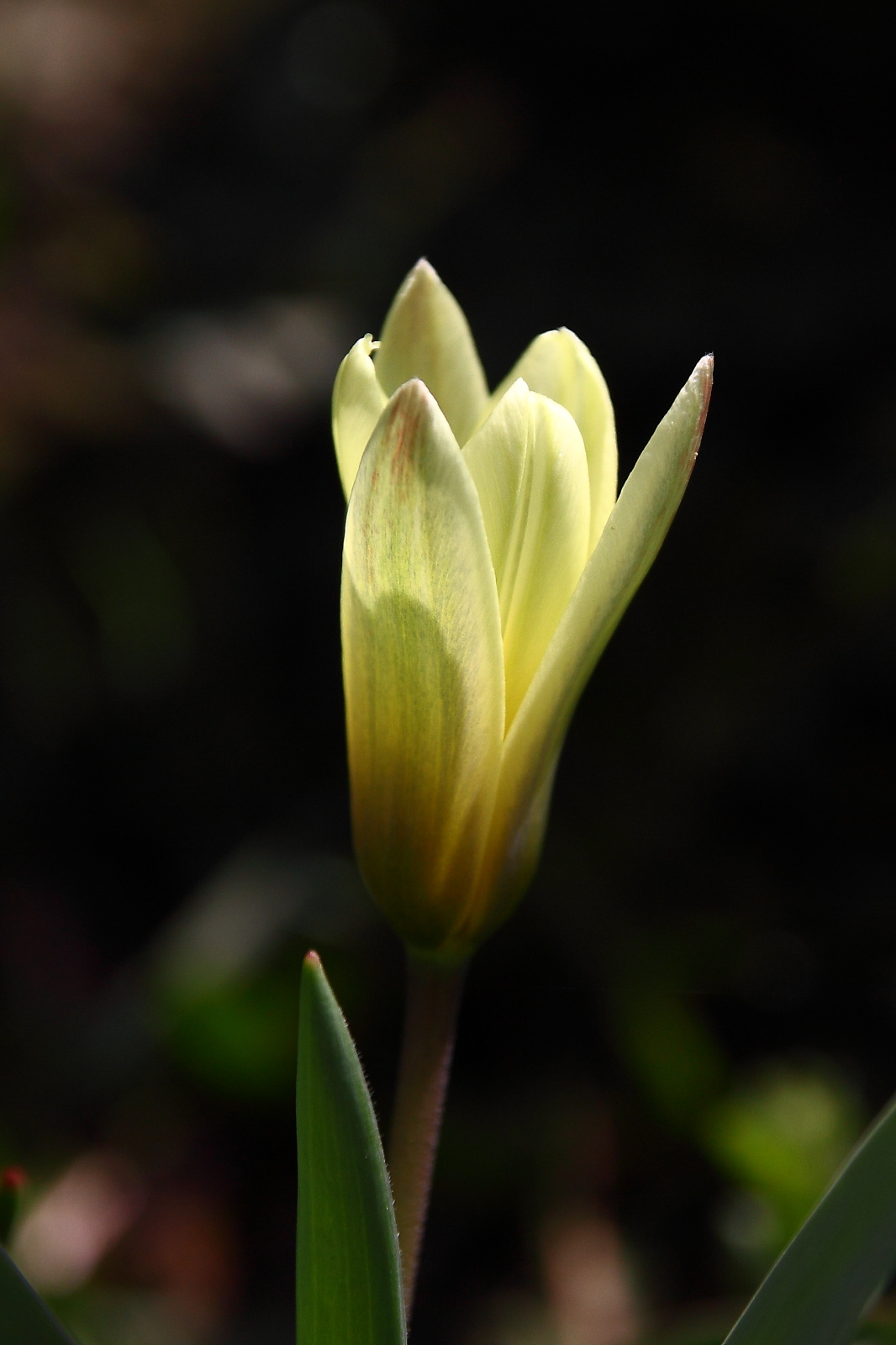 Indul a tulipán