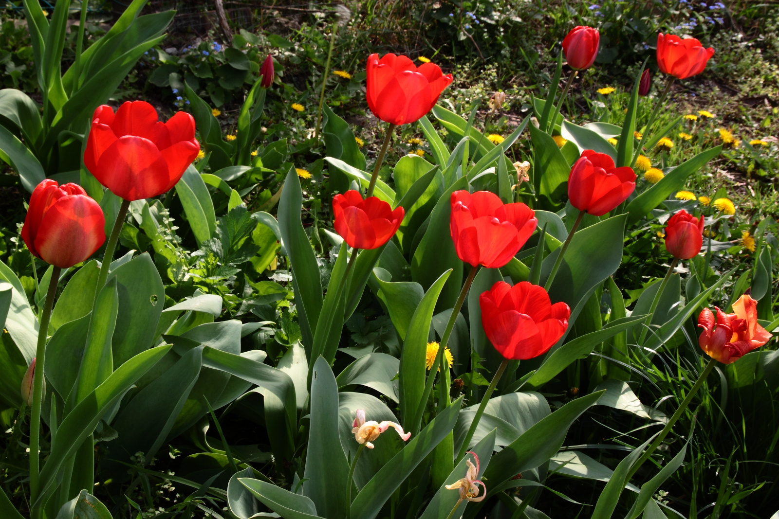 Tulipánjaim