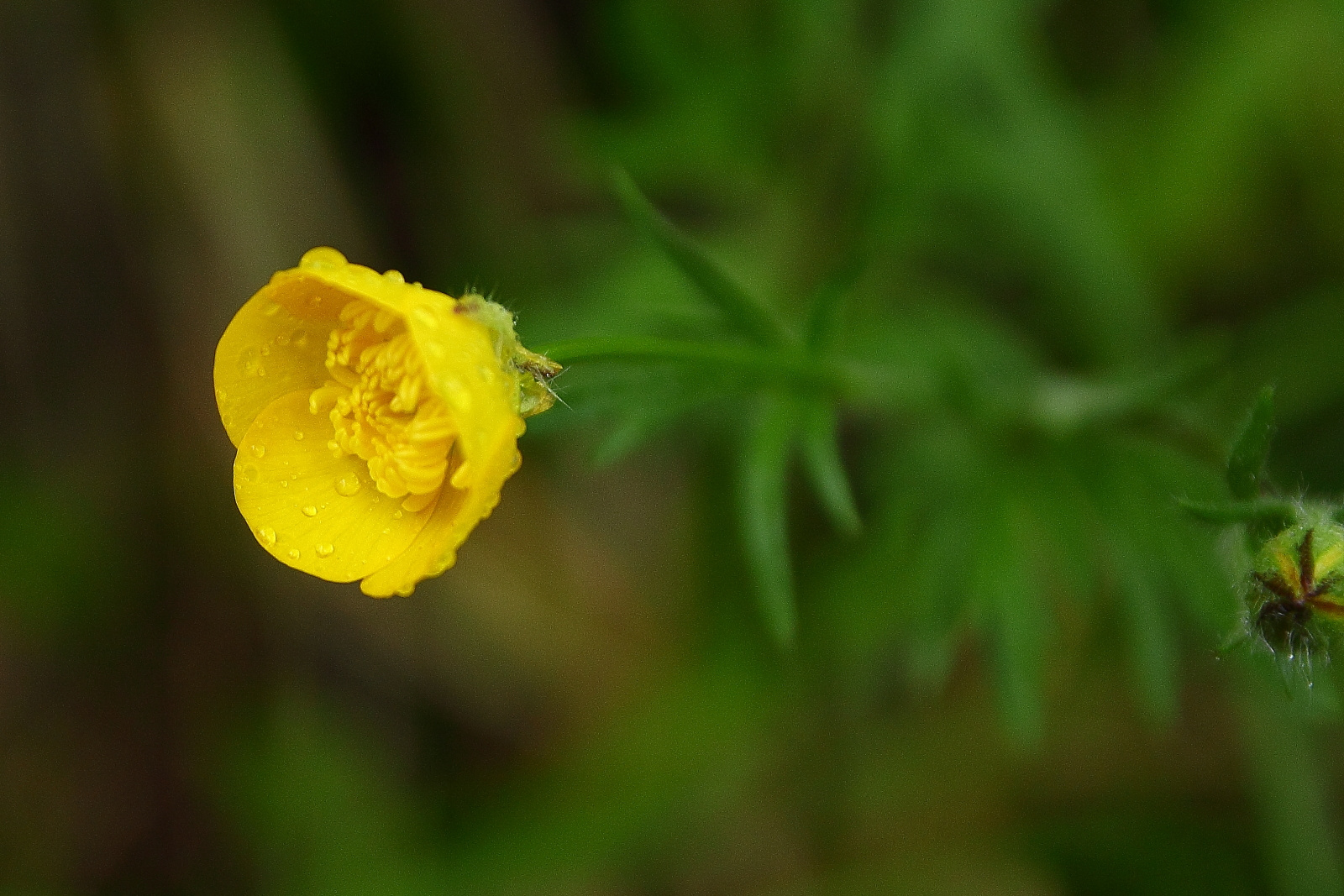 Sárga virág eső után