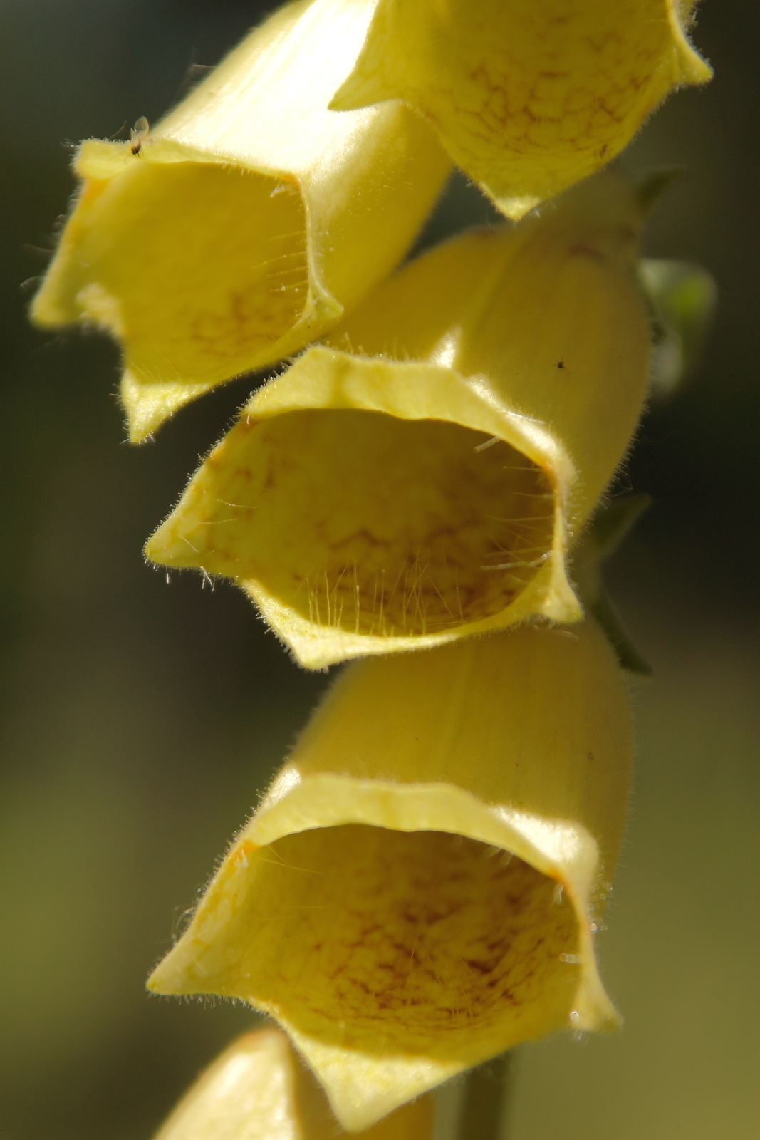 Sárga gyűszűvirág közelről