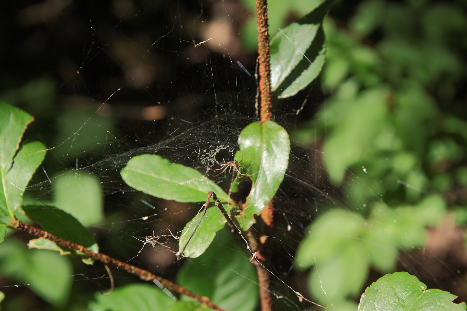 Pókok a hálóban