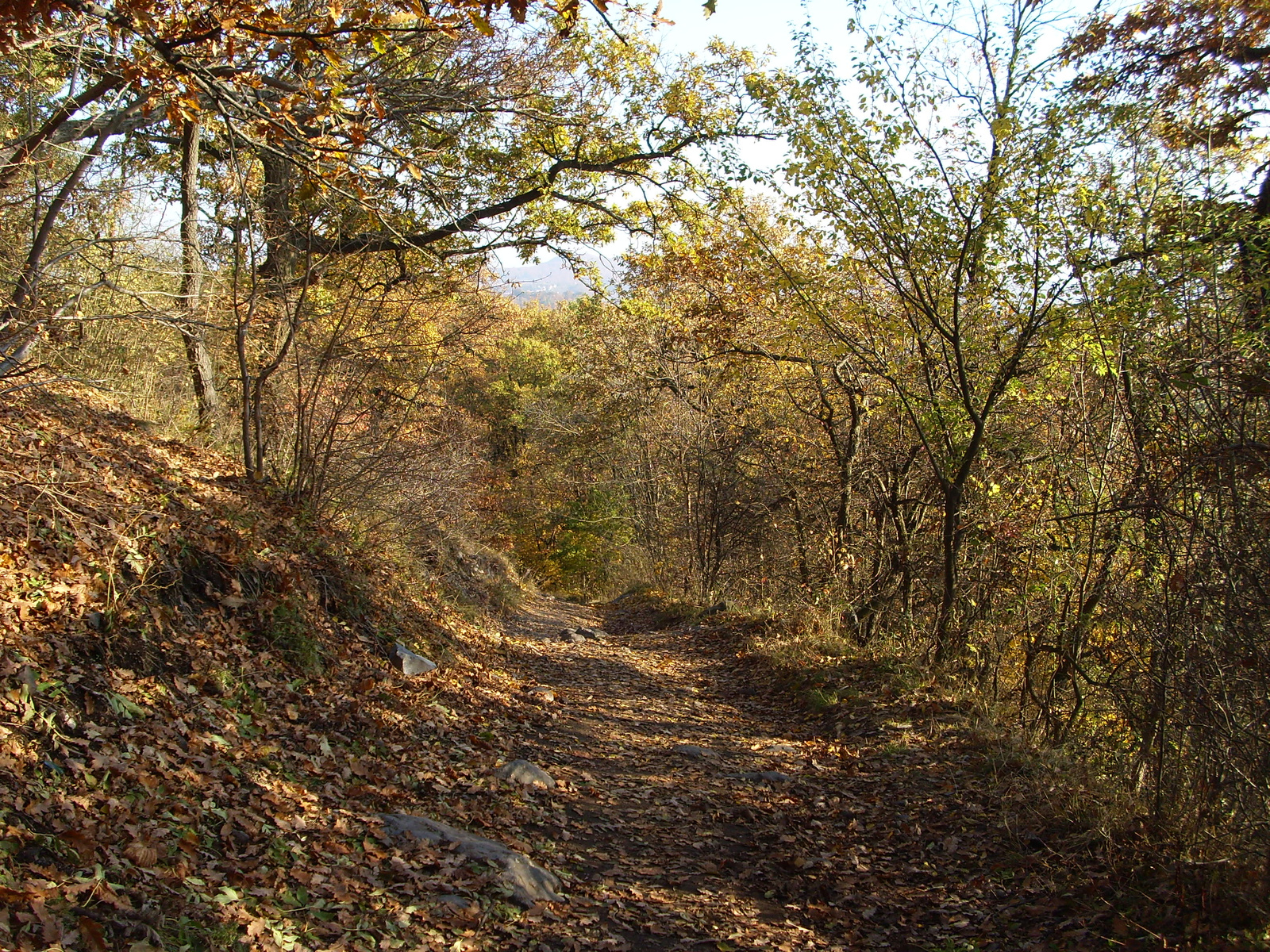 Gyalogút ősszel