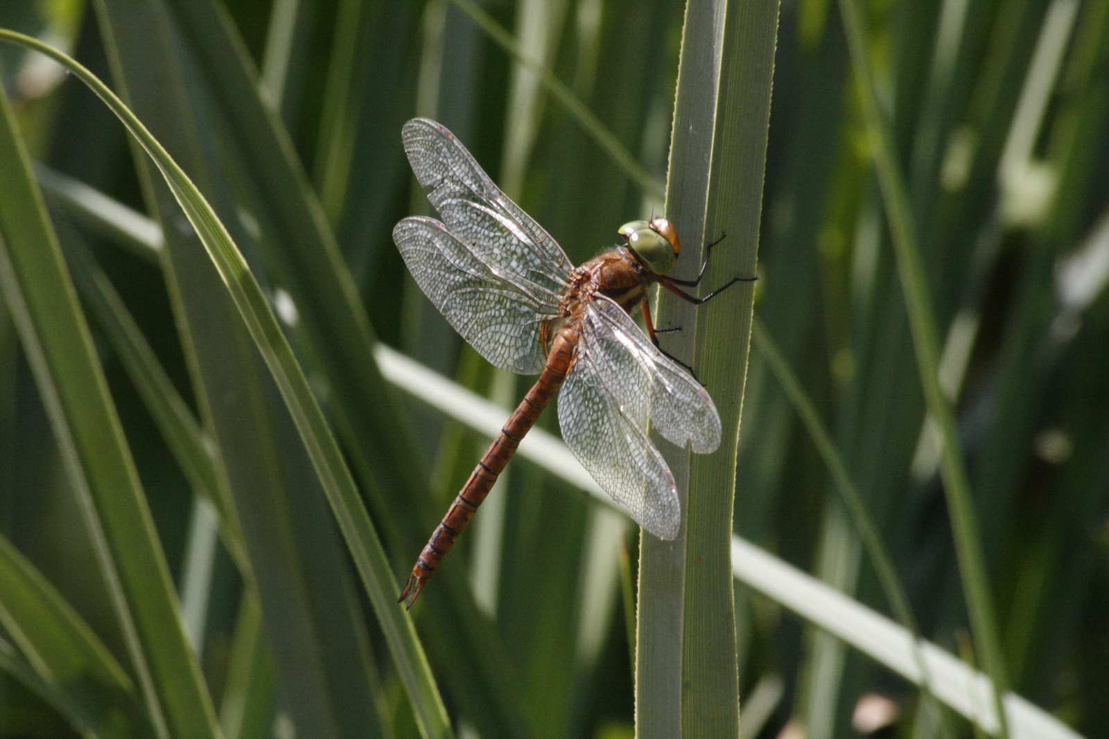 Pihenő