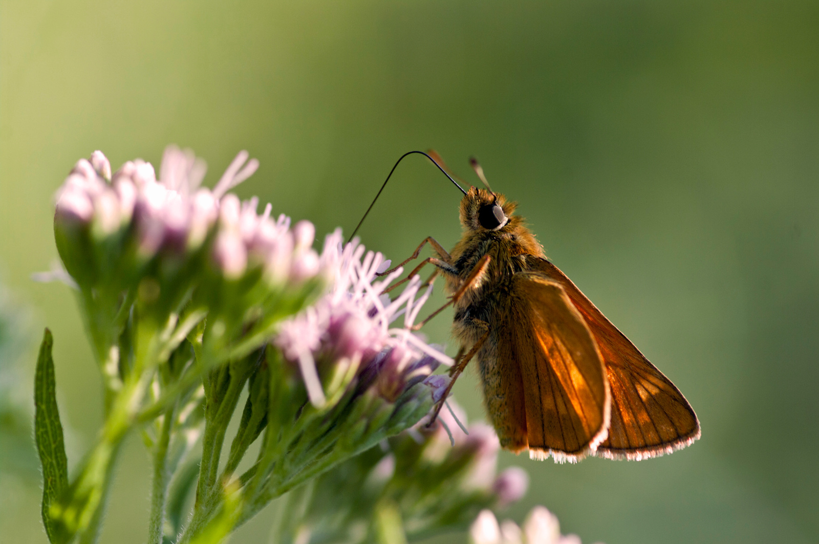 vesszős busalepke (Hesperia comma)