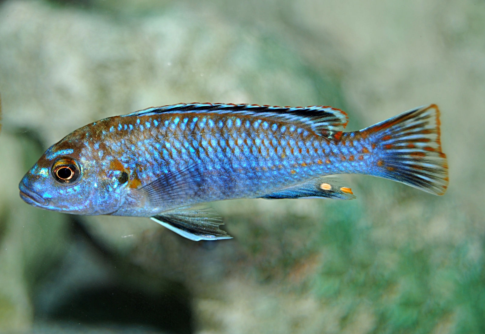 melanochromis joanjohnsonae