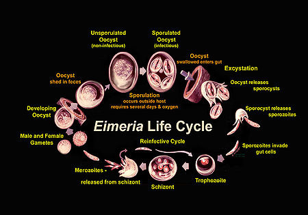 Eimeria life cycle usda