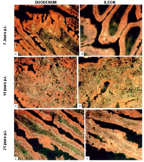 eimeria intestinalis (nyúl)