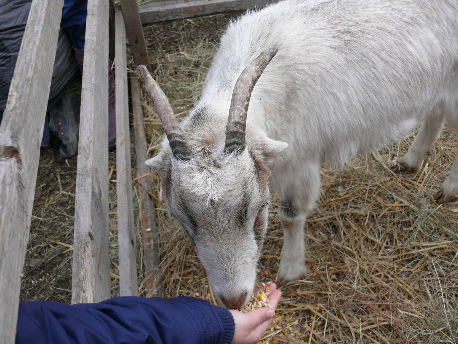 2011 2012 25 Farsangi készülődés 010