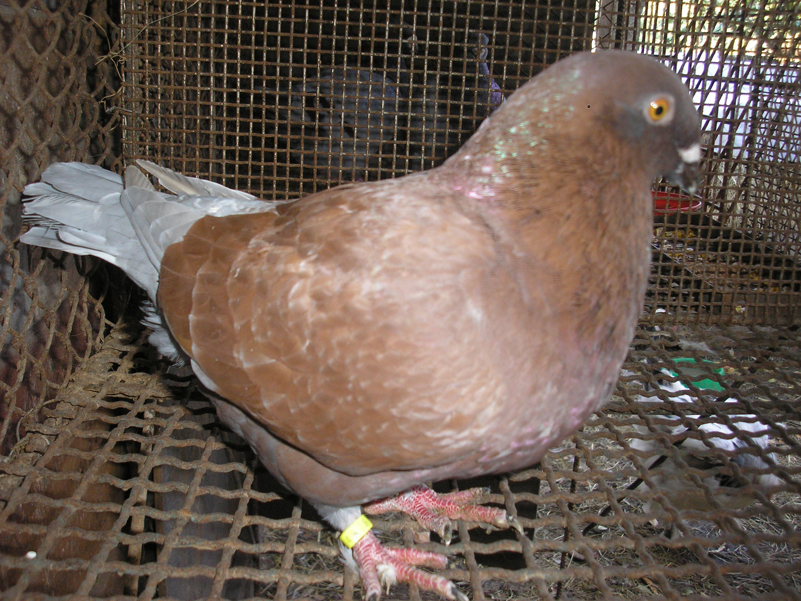 Pigeon 2011 09 28 003