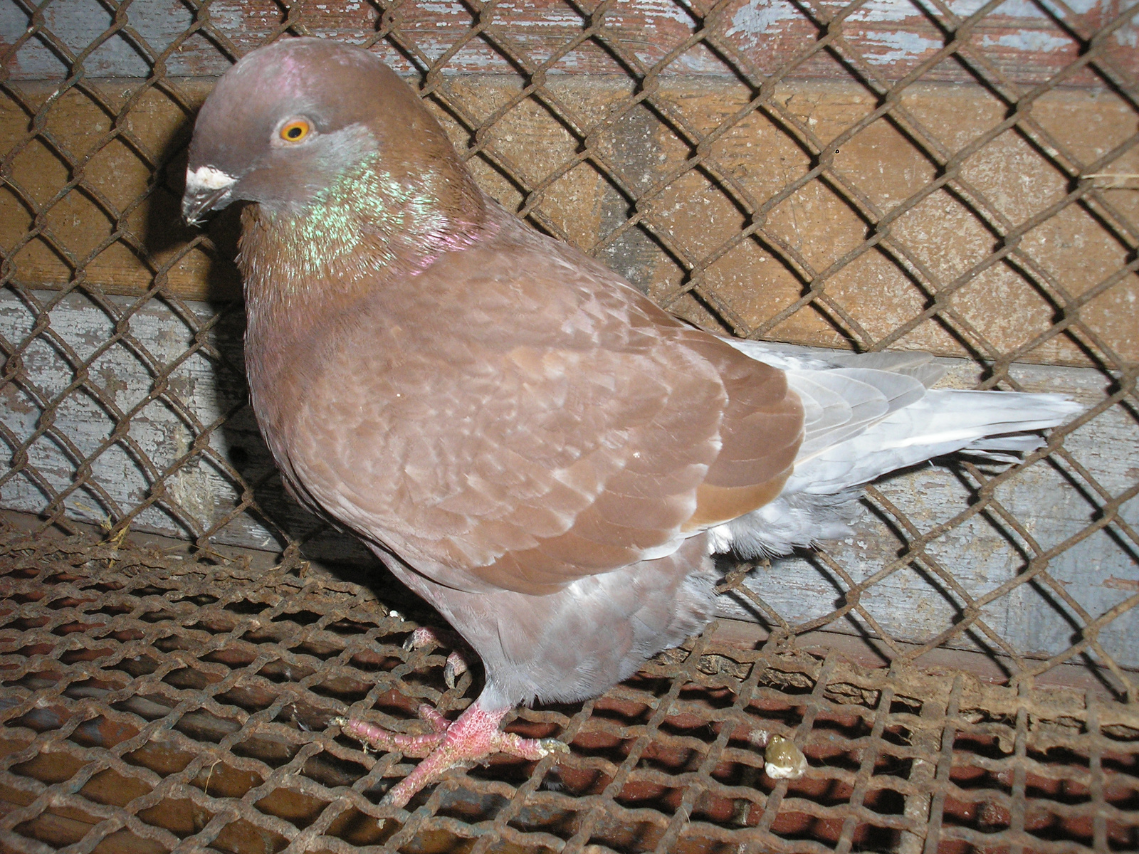 Pigeon 2011 09 28 005