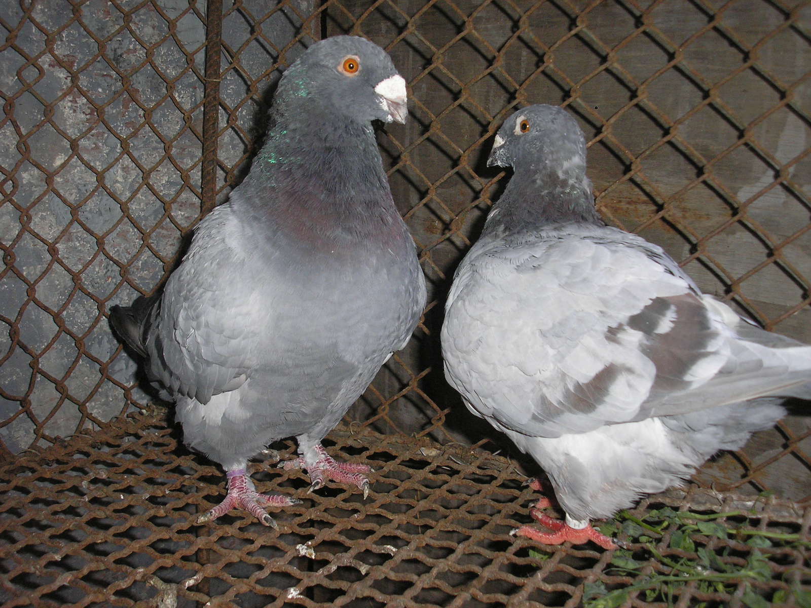 Pigeon 2011 09 28 006