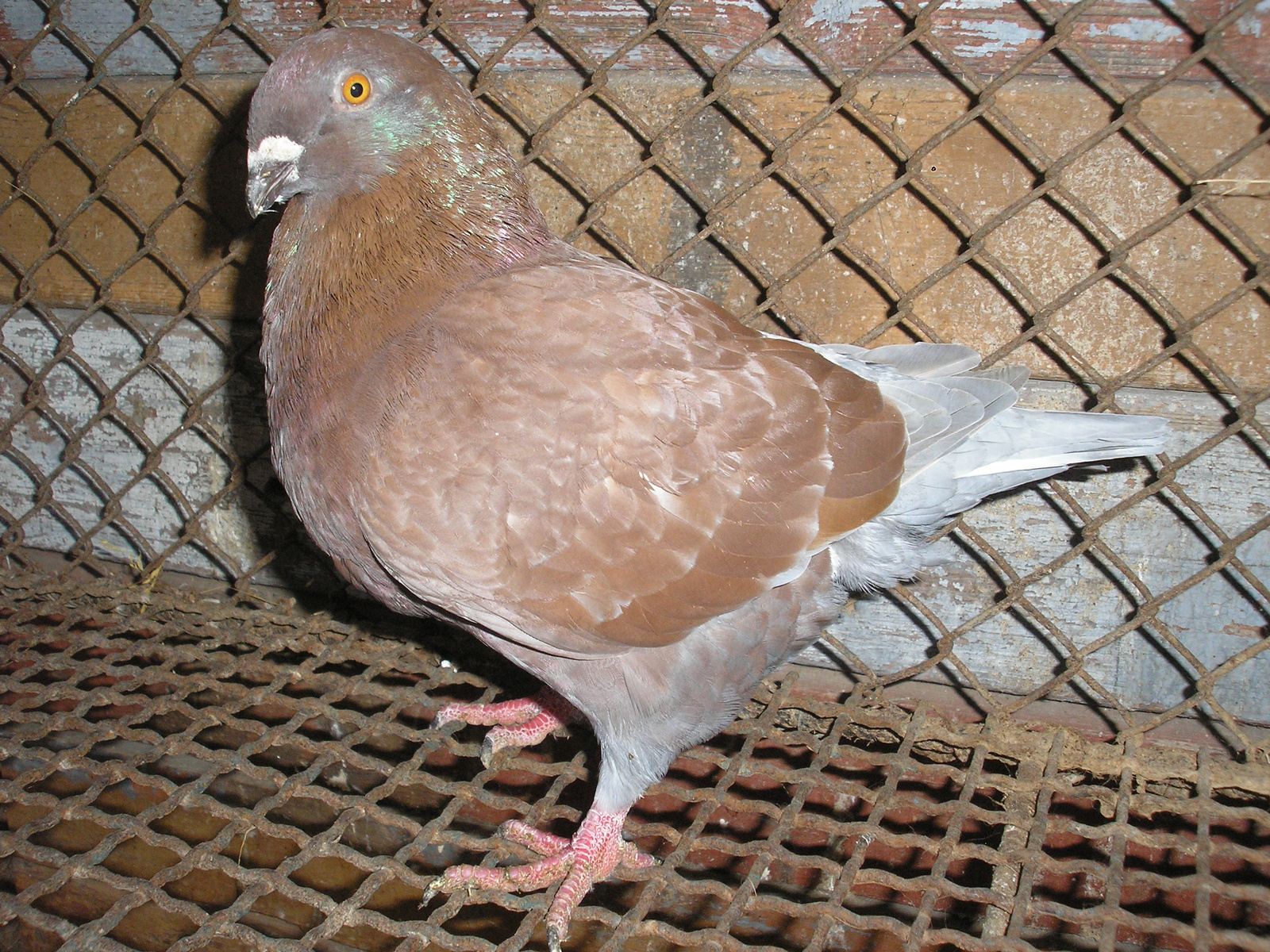 Pigeon 2011 09 28 008