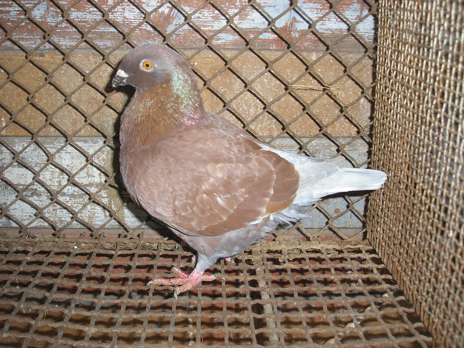 Pigeon 2011 09 28 013