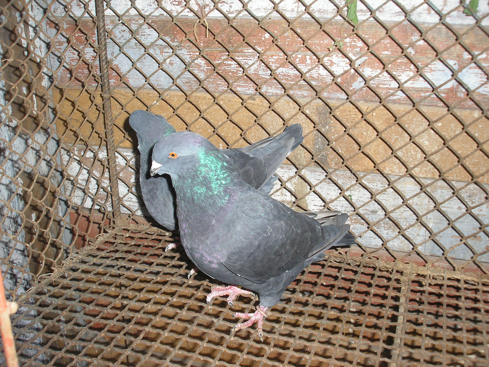 Pigeon 2011 09 28 014