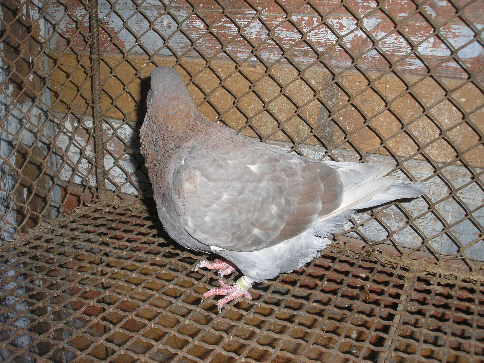 Pigeon 2011 09 28 025