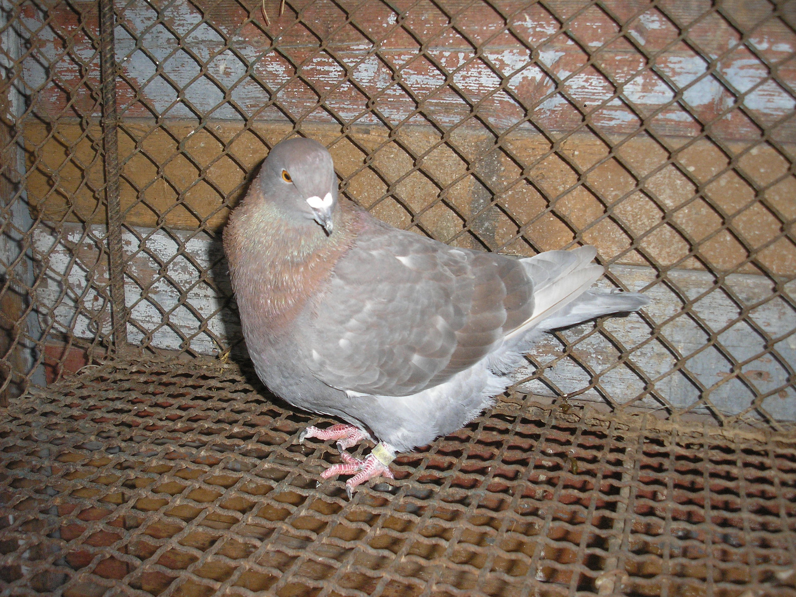 Pigeon 2011 09 28 026