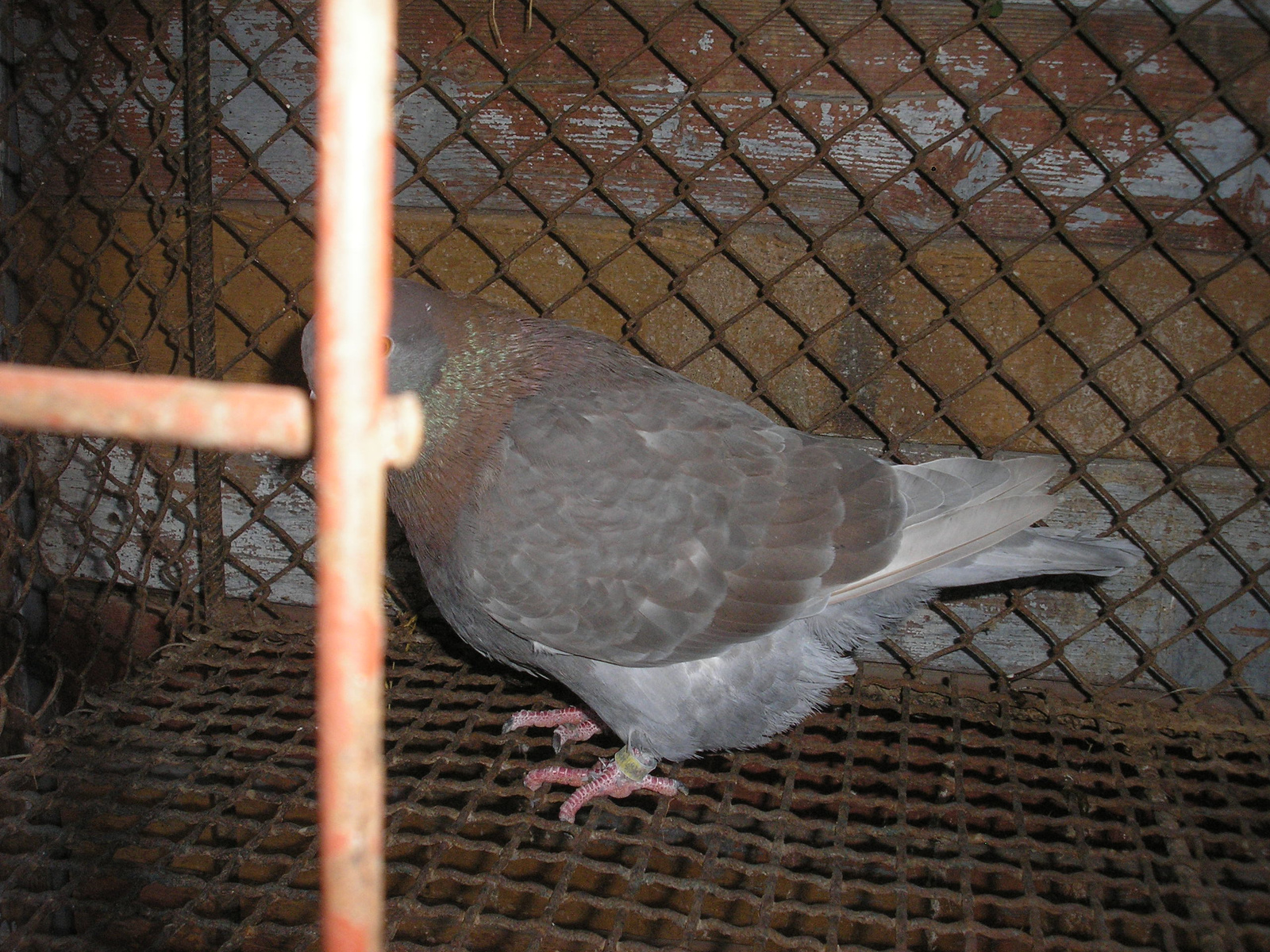 Pigeon 2011 09 28 028