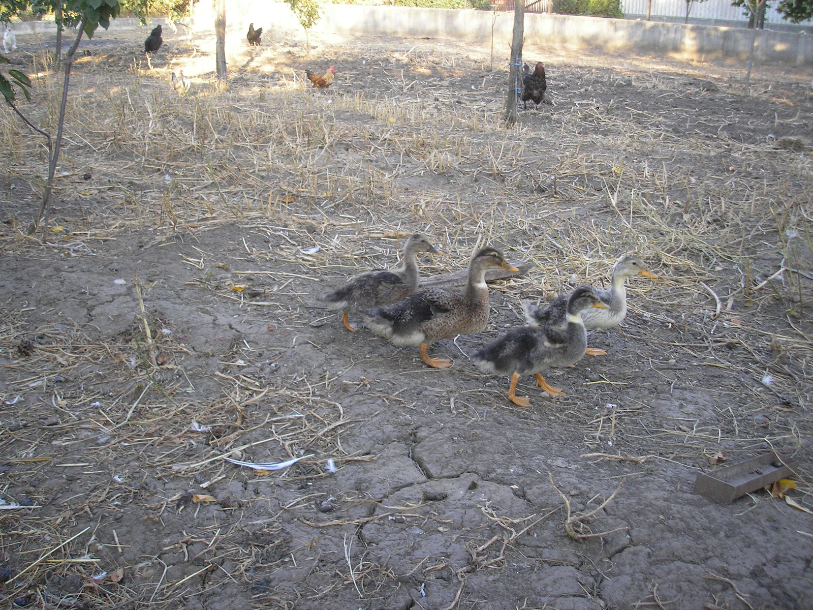 Pigeon 2011 09 28 045