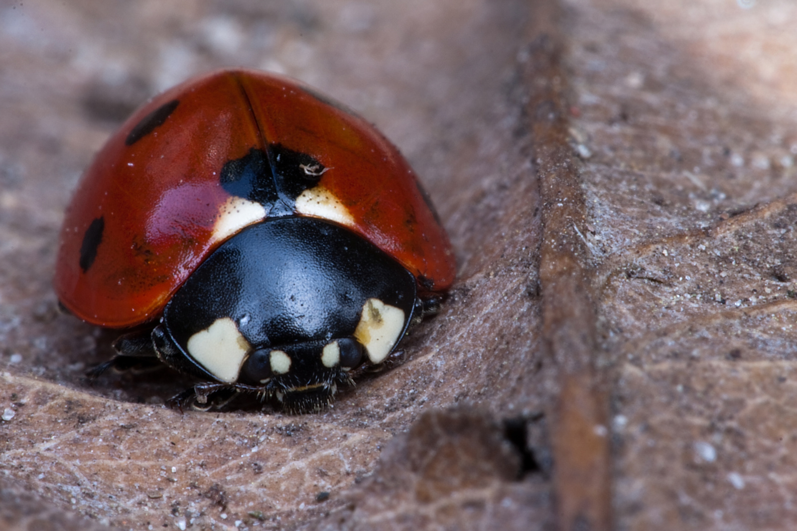 Hétpettyes katicabogár (Coccinella septempunctata)