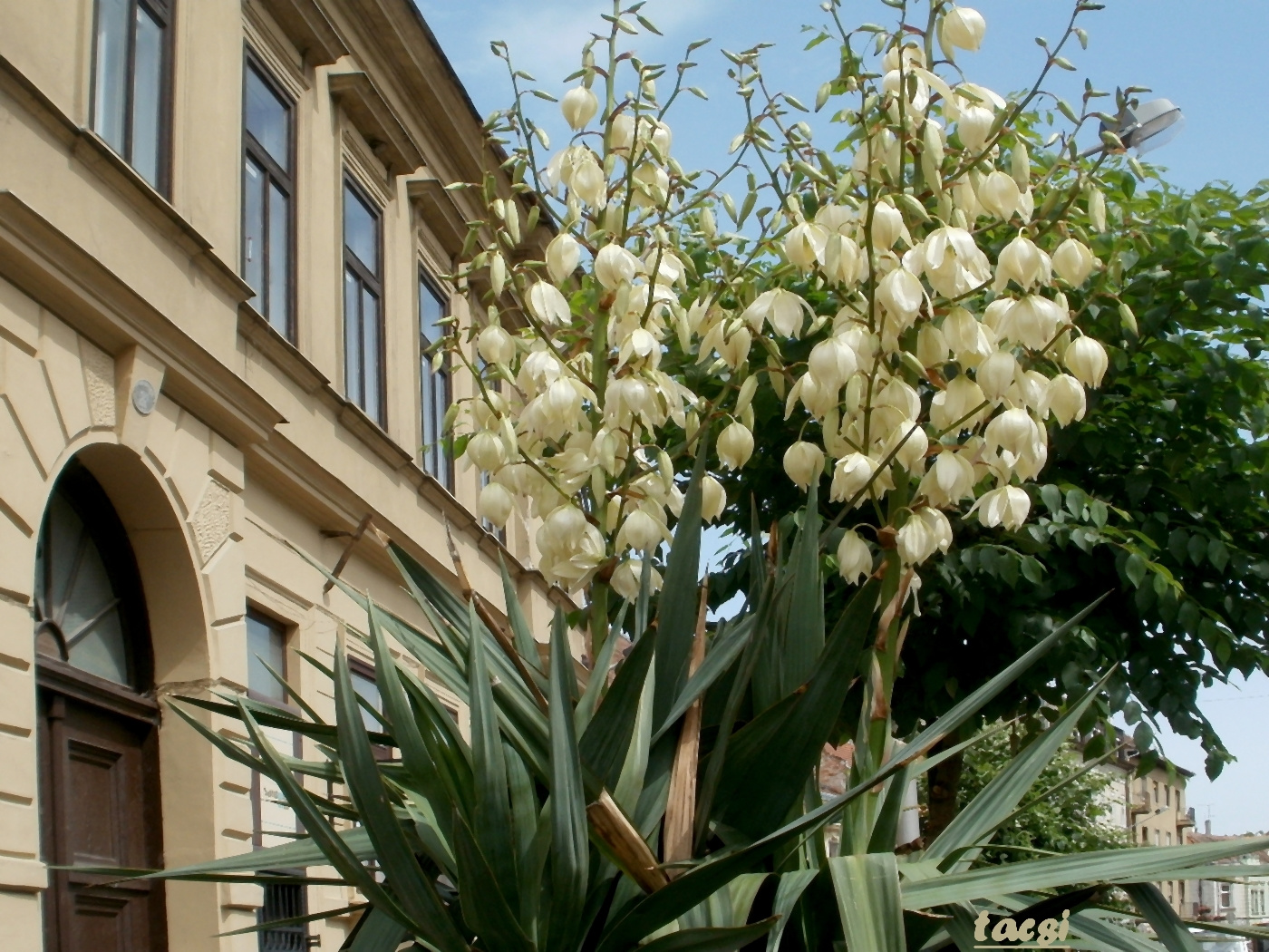 Yucca az utcán