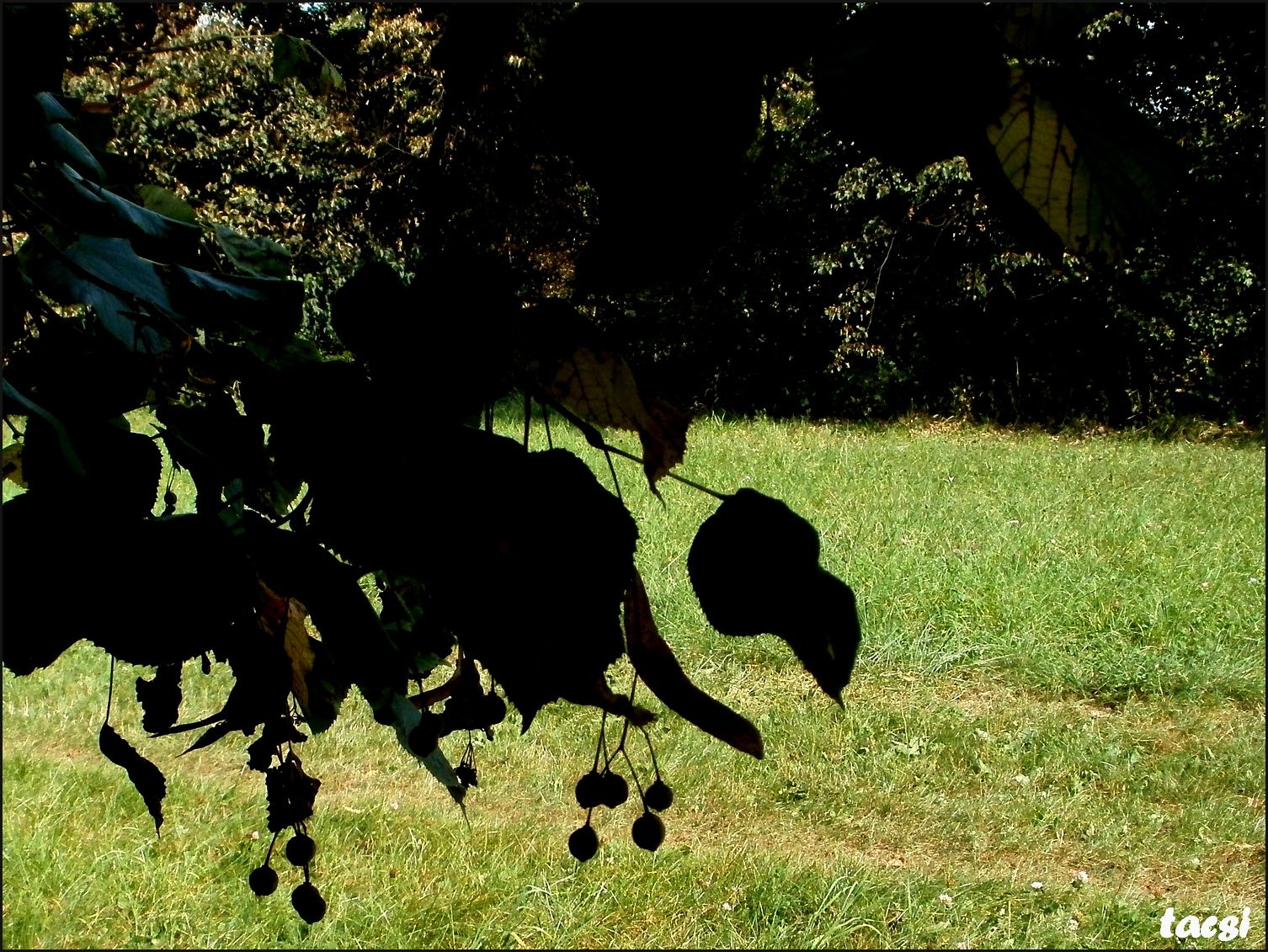 Hársfa termése- Nagycenki Hársfasor